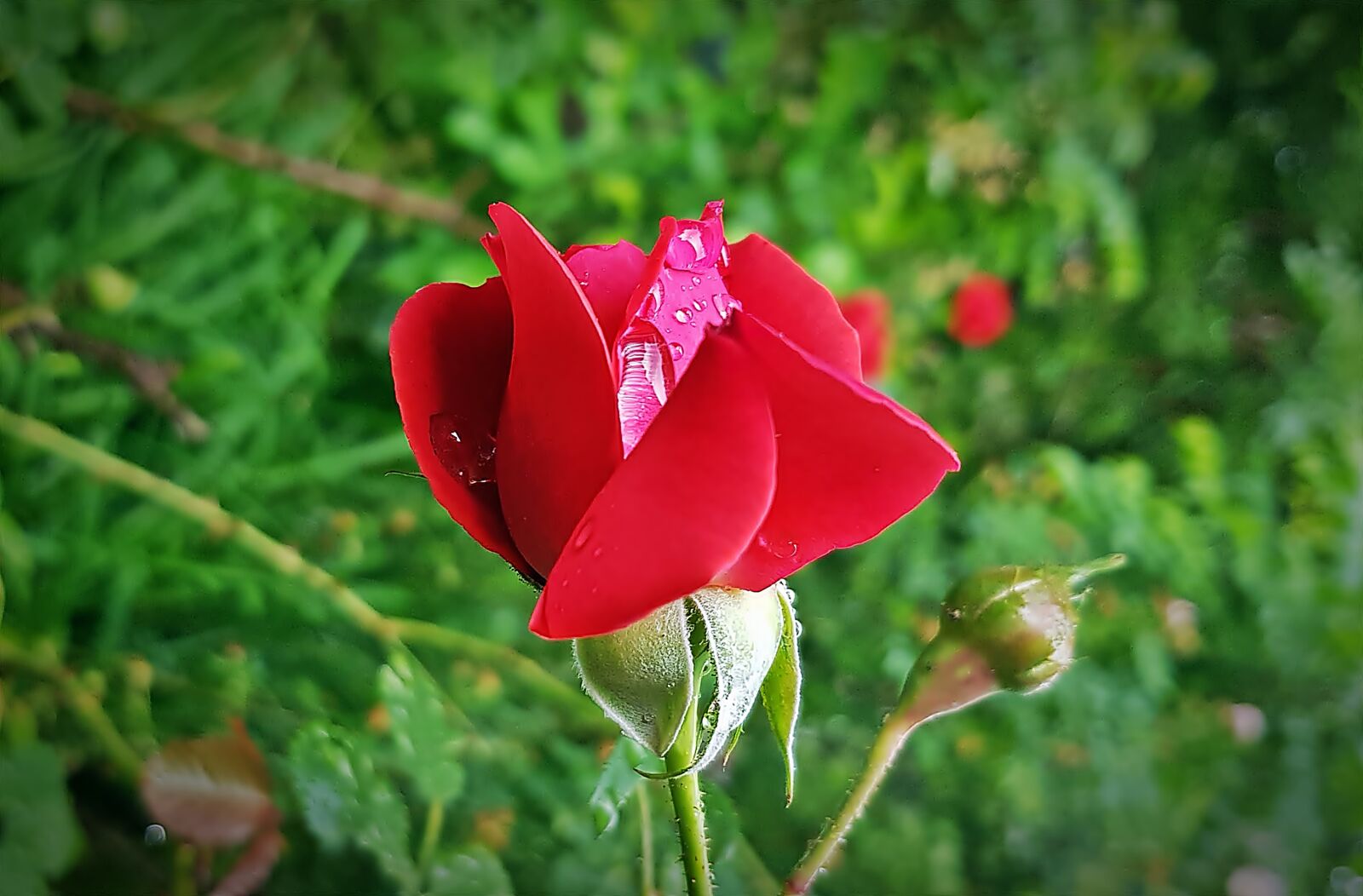 Samsung Galaxy S8 sample photo. Rose, rosa, flower photography