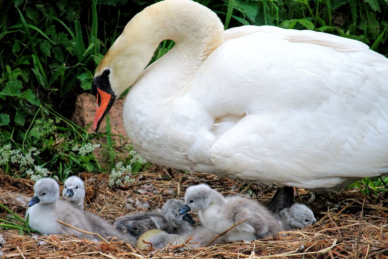 Canon EOS 1100D (EOS Rebel T3 / EOS Kiss X50) sample photo. Swan, chicken, swan k photography