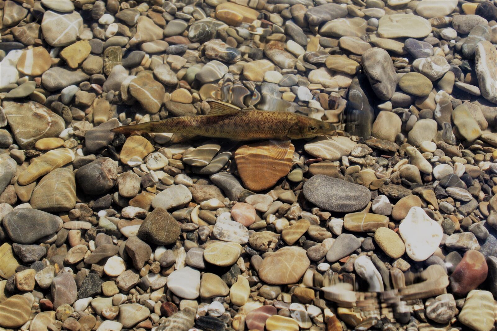 Canon EOS 1300D (EOS Rebel T6 / EOS Kiss X80) sample photo. Barbel, river, iller photography