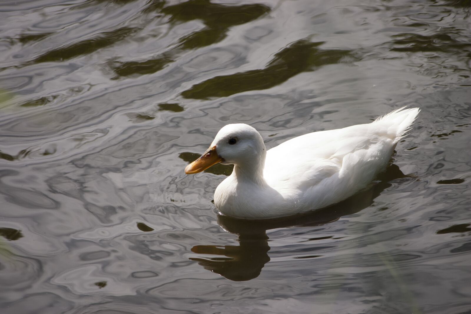 Canon EOS 300D (EOS Digital Rebel / EOS Kiss Digital) sample photo. Duck, water bird, water photography