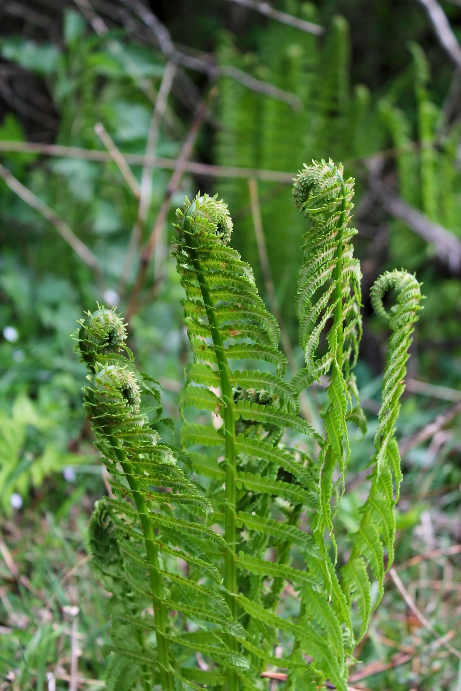 Canon EOS 1100D (EOS Rebel T3 / EOS Kiss X50) sample photo. Nature, fern, spring photography