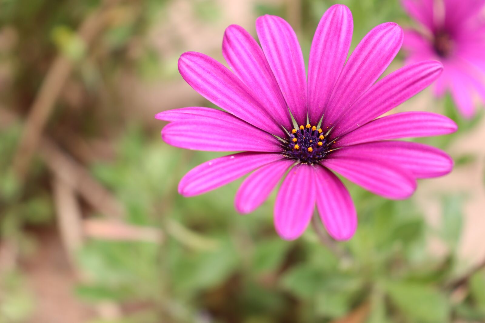 Canon EOS 800D (EOS Rebel T7i / EOS Kiss X9i) sample photo. Pink, purple, plant photography
