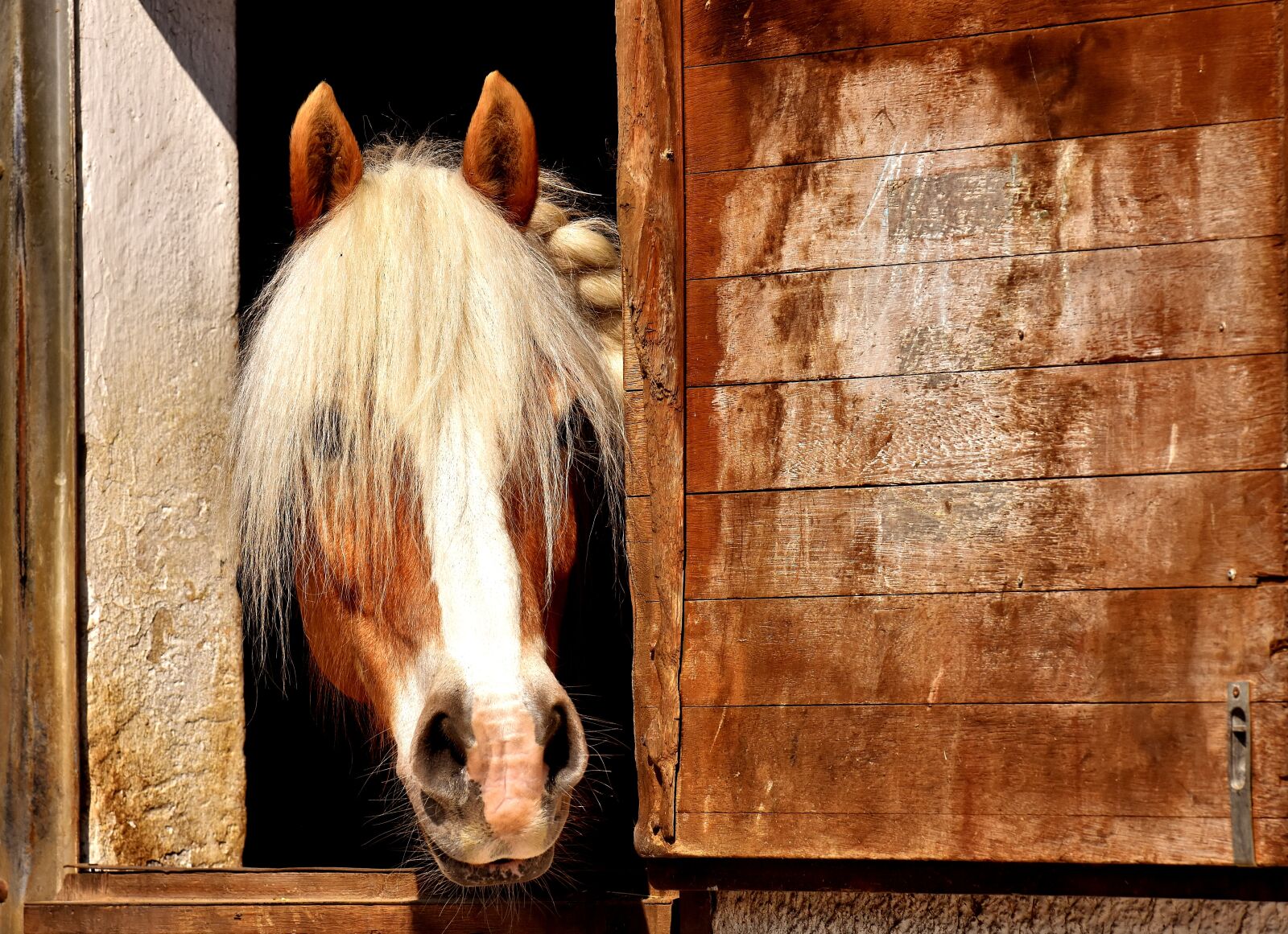 Nikon D7200 sample photo. Horse, horse stable, animal photography