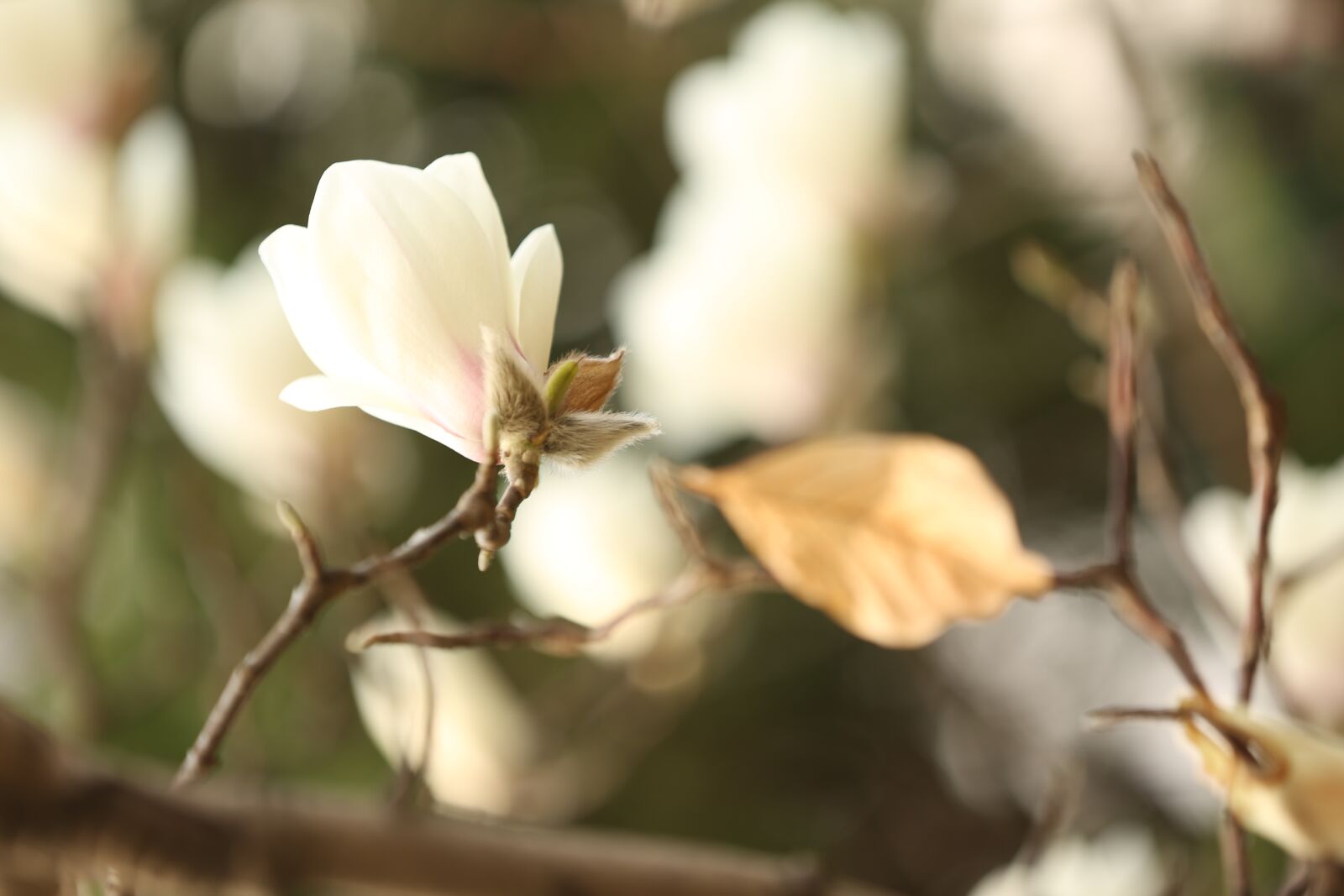 Canon EOS 5D Mark III sample photo. Magnolia flower, white, flower photography