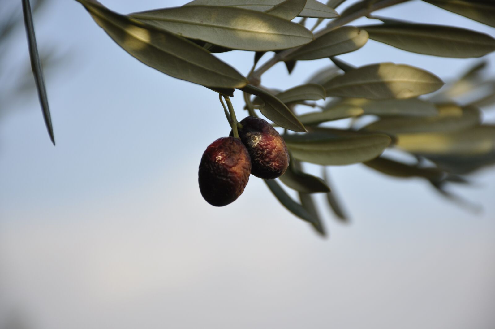 Nikon D90 sample photo. Olives, branch, leaves photography