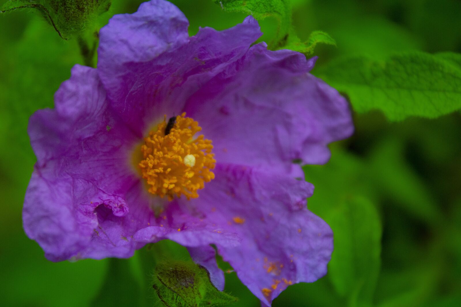 Canon EOS 700D (EOS Rebel T5i / EOS Kiss X7i) sample photo. Flower, insect, nature photography