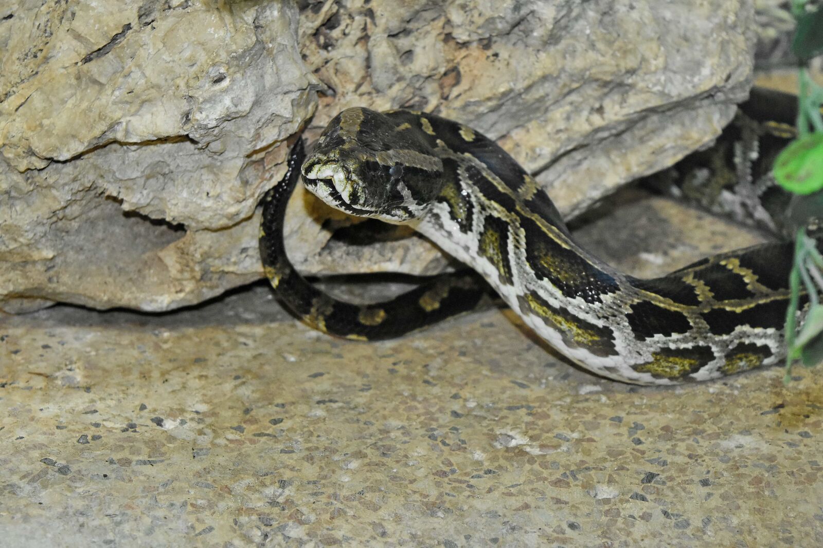 Nikon D5500 sample photo. Reptile, wildlife, nature, snake photography