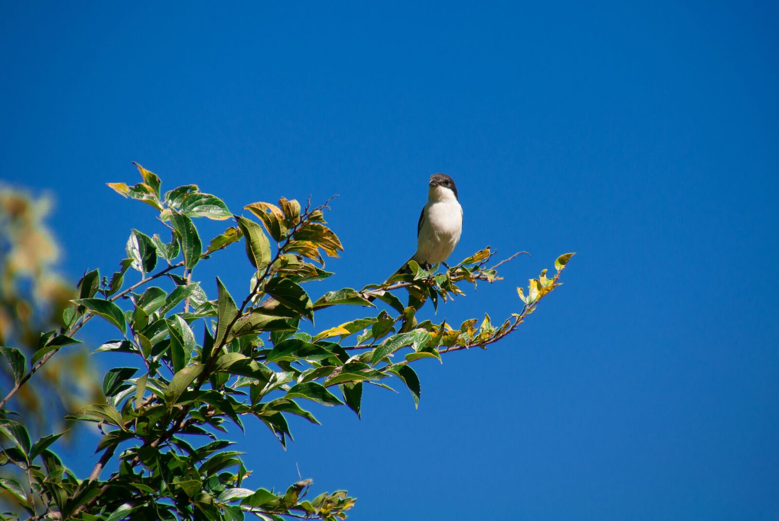 Nikon D90 sample photo. Sky, nature, tree photography