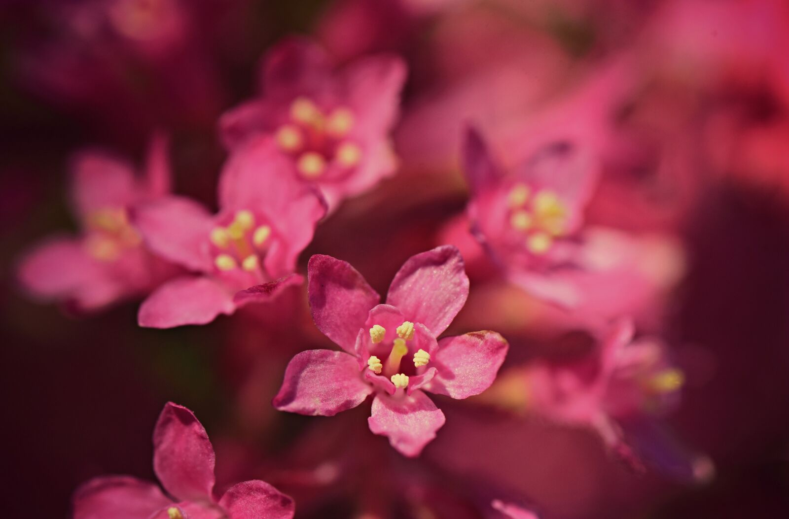 Nikon D750 sample photo. Flower, pistil, stamen photography