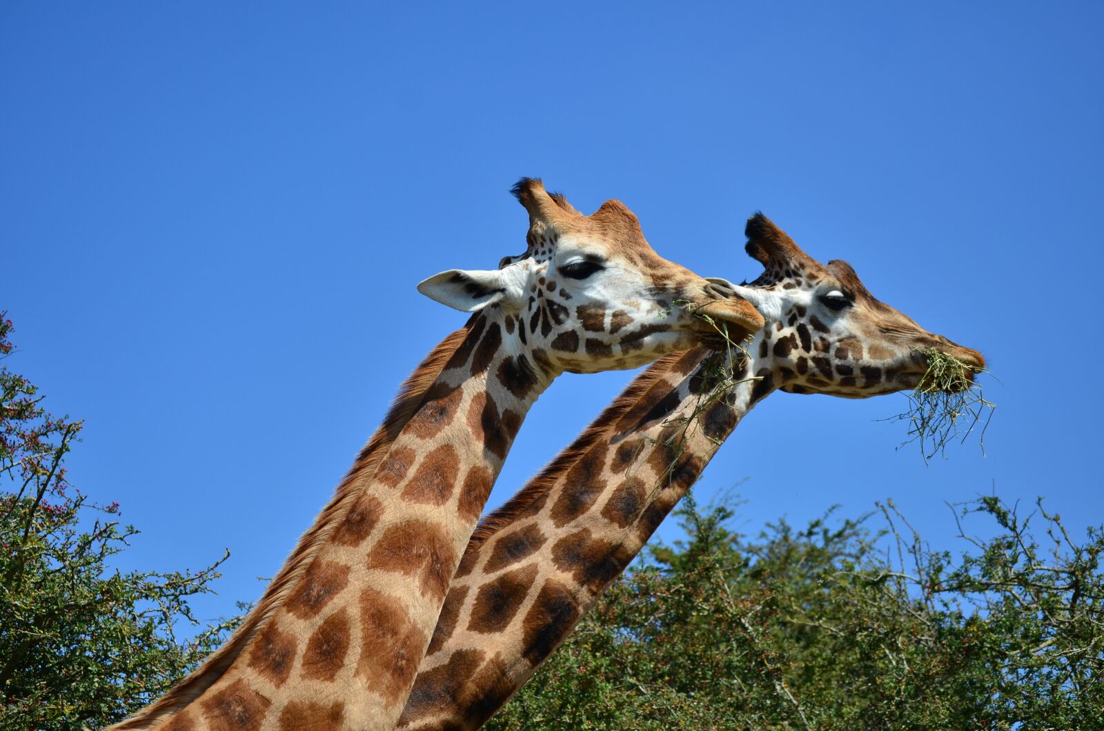 Nikon D7000 sample photo. Giraffe, tallest, nature photography
