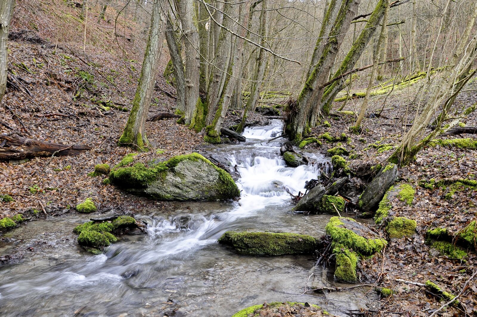 Nikon D90 sample photo. Water, nature, bach photography