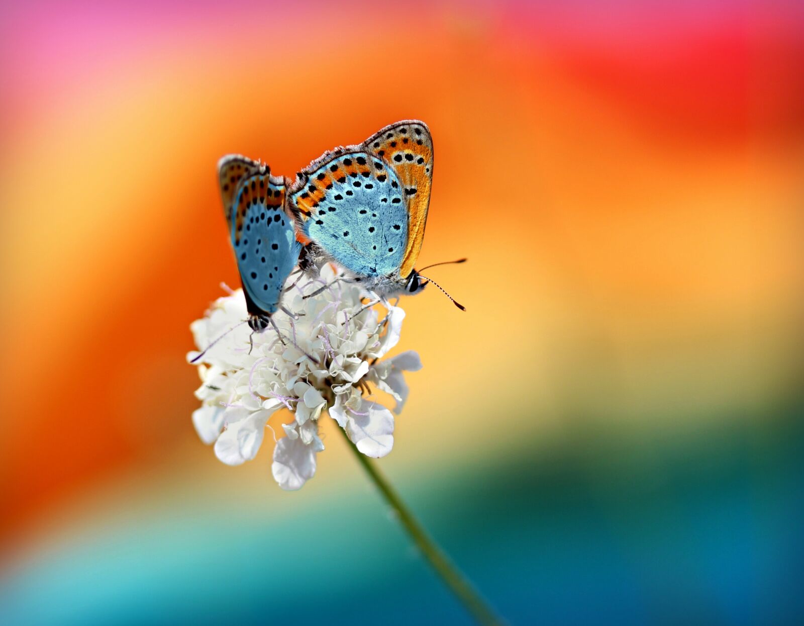 Canon EF-S 60mm F2.8 Macro USM sample photo. Butterfly, pair, mating photography