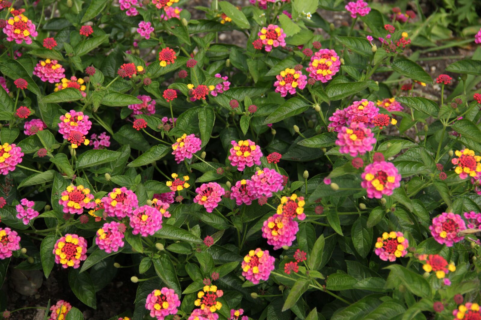 Canon EOS 550D (EOS Rebel T2i / EOS Kiss X4) sample photo. Flowers, pink, yellow photography