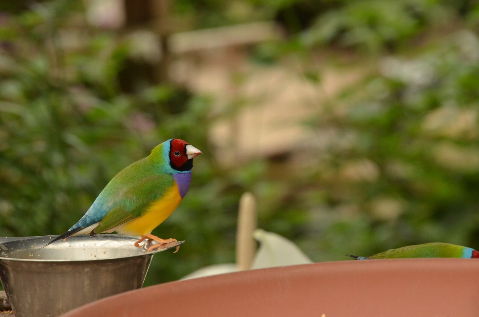 Nikon D7000 sample photo. Bird, exotic, colorful photography