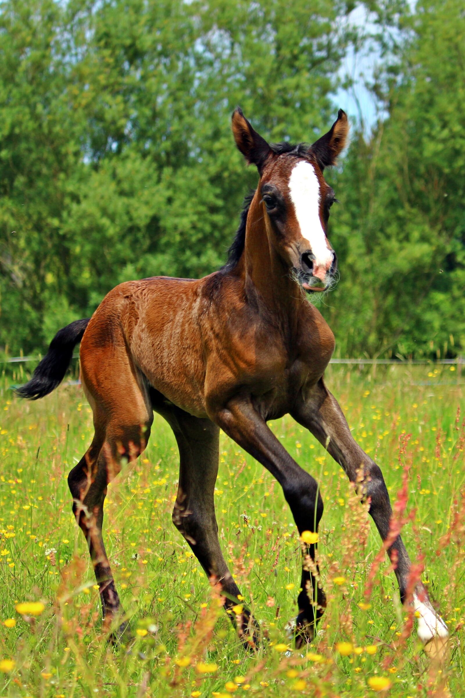 Canon EOS 100D (EOS Rebel SL1 / EOS Kiss X7) sample photo. Horse, gallop, foal photography