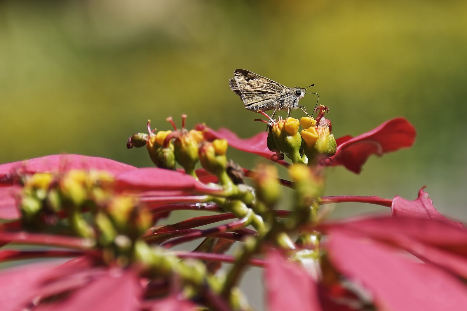 Nikon D500 sample photo. Flowers, plant, butterfly photography