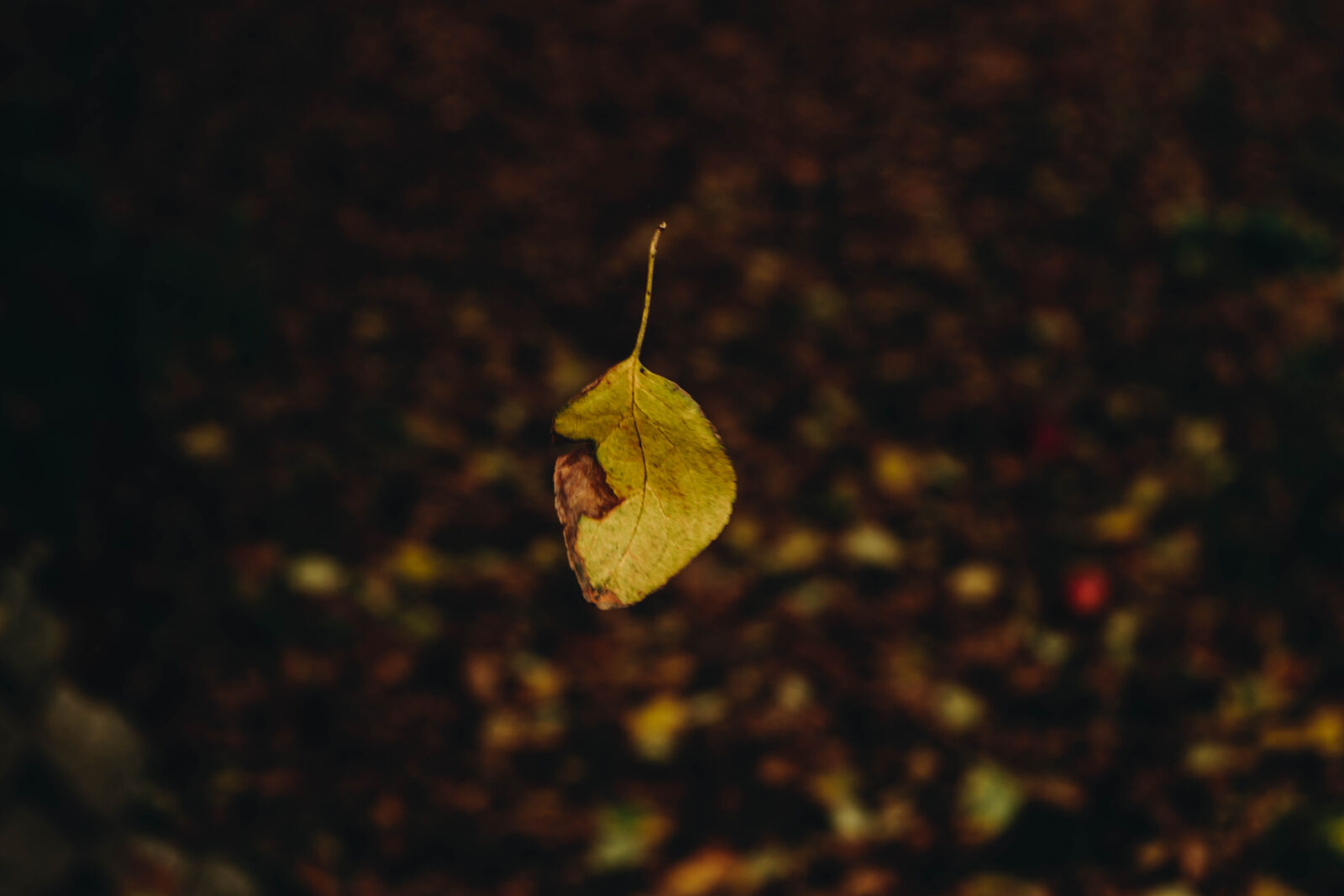 Nikon D3300 sample photo. Autumn, colours, autumn, leaves photography