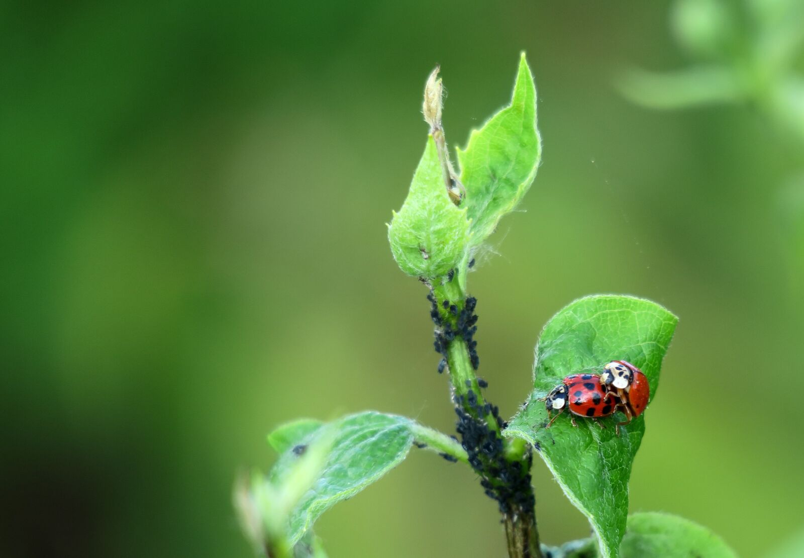 Canon PowerShot G3 X sample photo. Ladybug, leaf, green photography