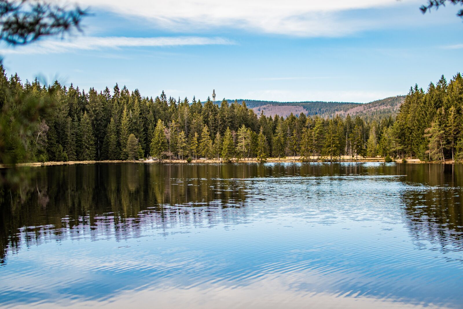 Nikon Z6 sample photo. Landscape, nature, forest photography
