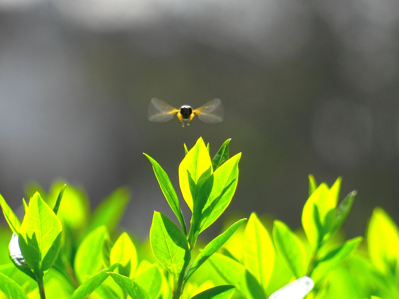 Sony DSC-HX60 sample photo. Animal, bee, blur, bright photography