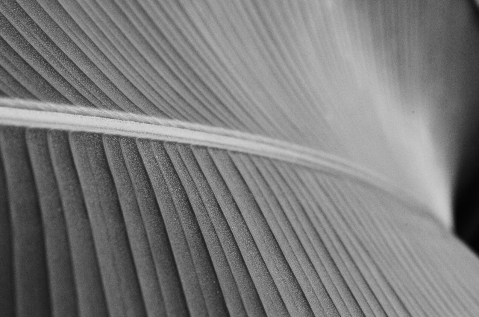 Nikon D5100 sample photo. Abstract, desktop, pattern photography