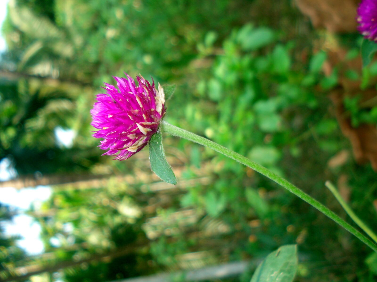 Sony DSC-W70 sample photo. Red, clover, flower photography
