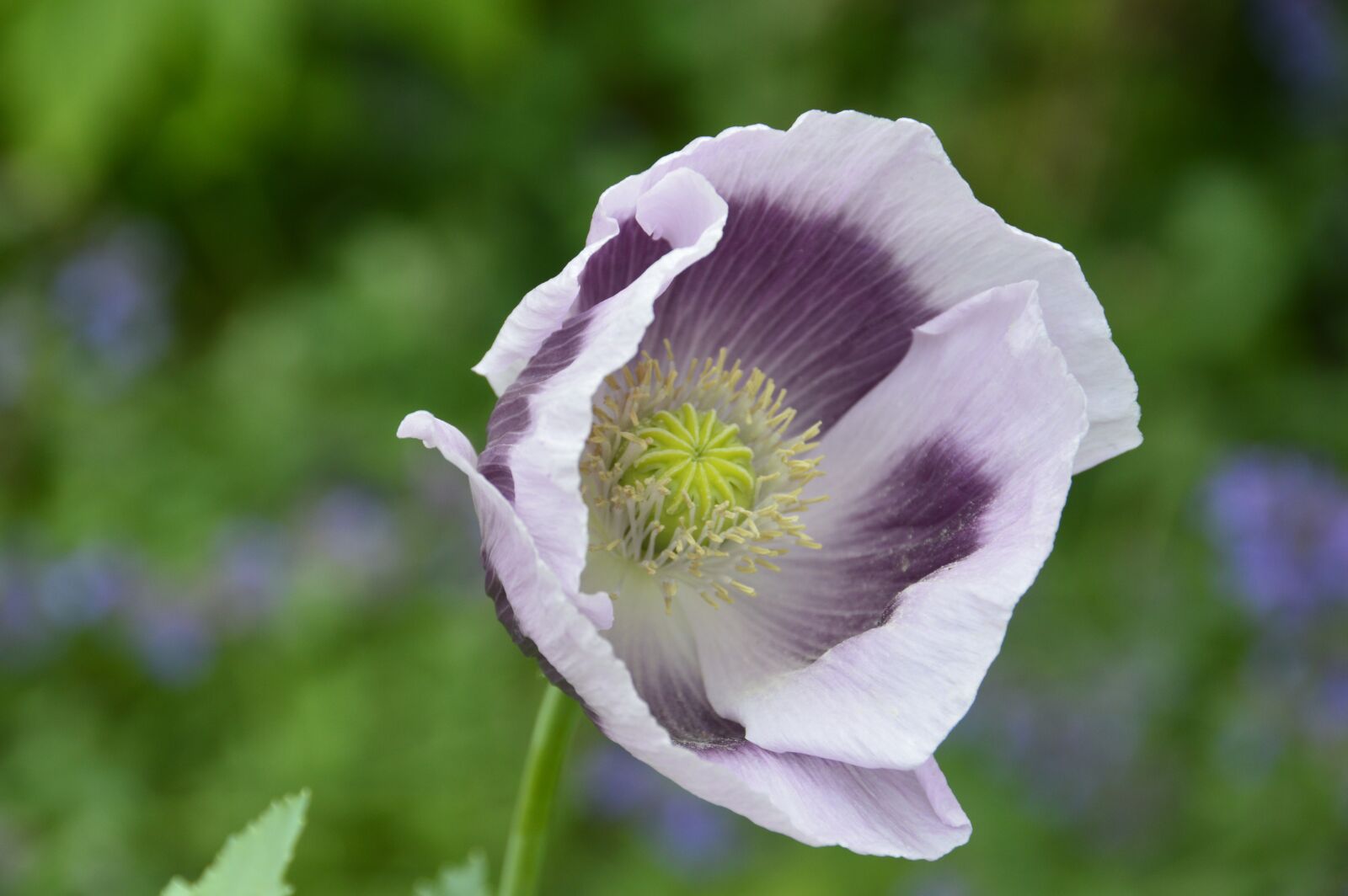 Nikon D3200 sample photo. Flower, purple, bloom photography