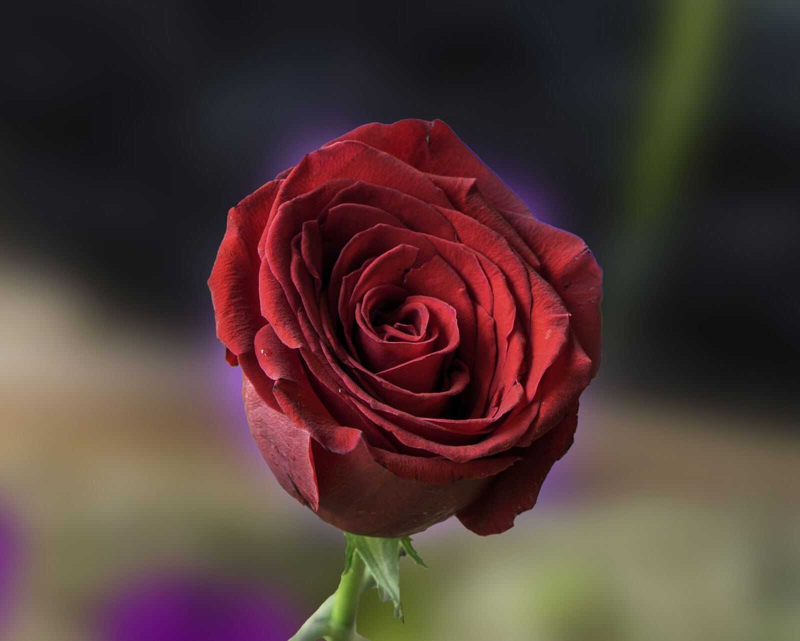 Sony E PZ 18-105mm F4 G OSS sample photo. Rosa, red, flower photography
