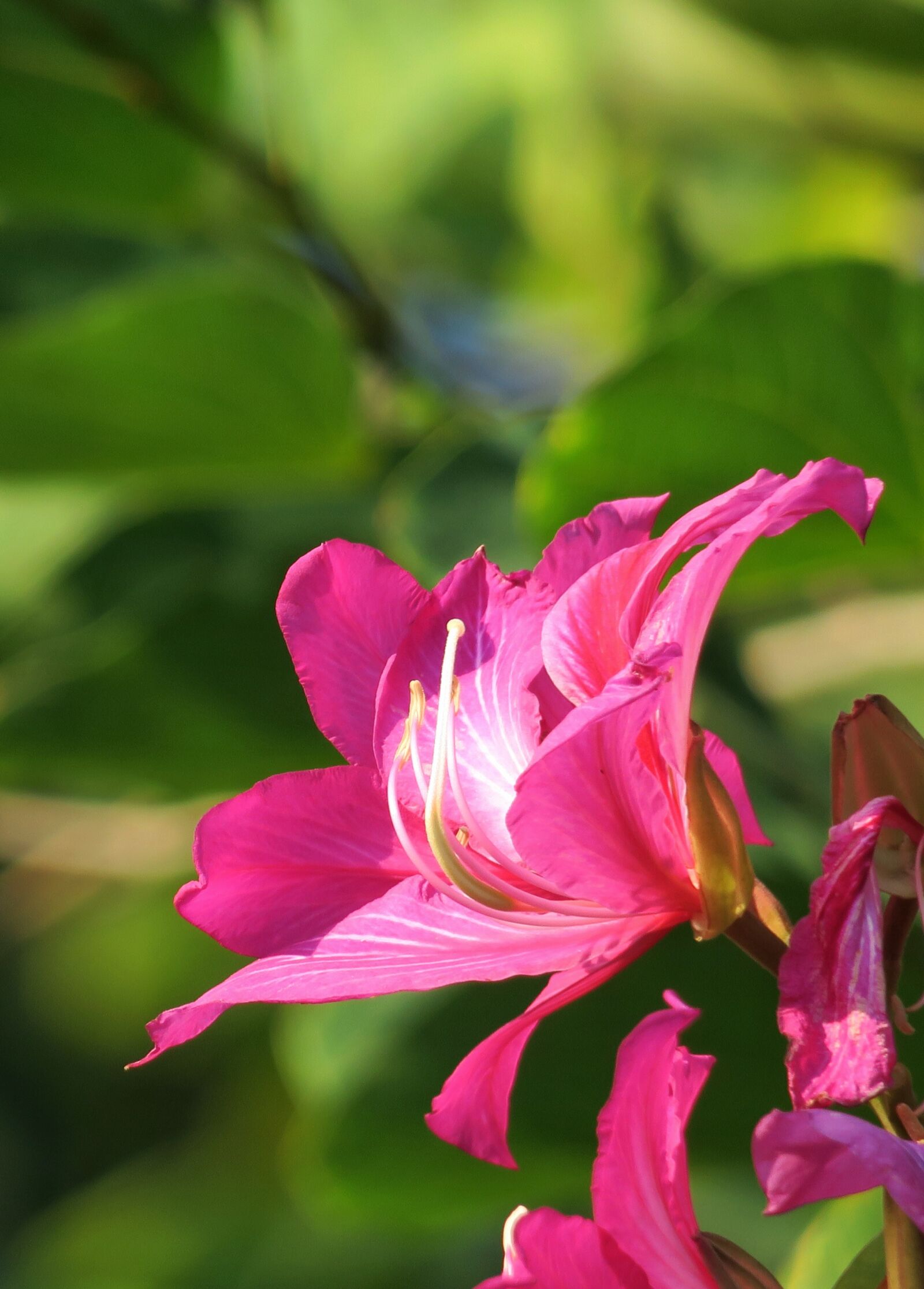 Canon PowerShot G3 X sample photo. Nature, flower, plant photography