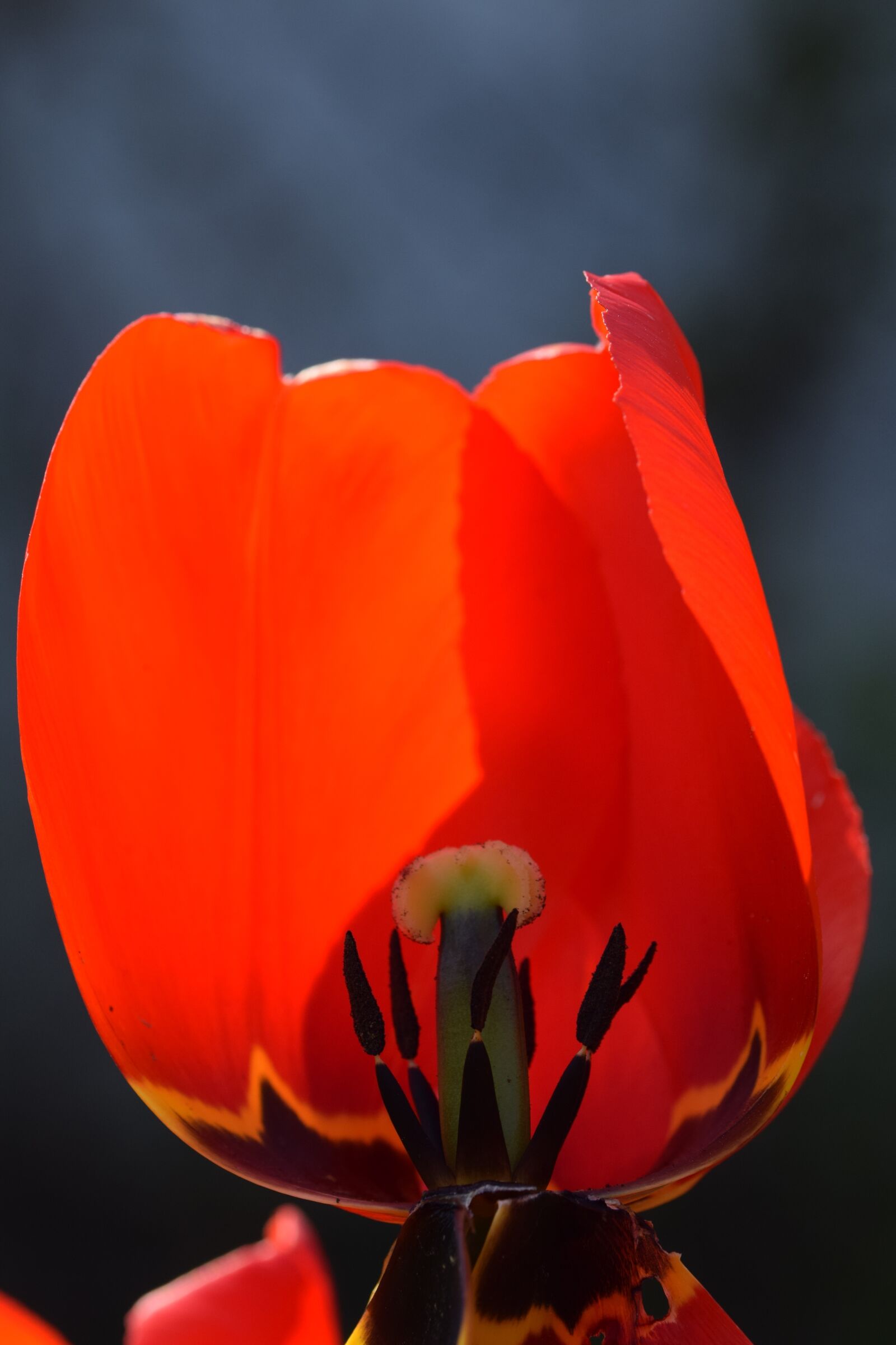 Nikon D5300 sample photo. Blossom, bloom, flower photography