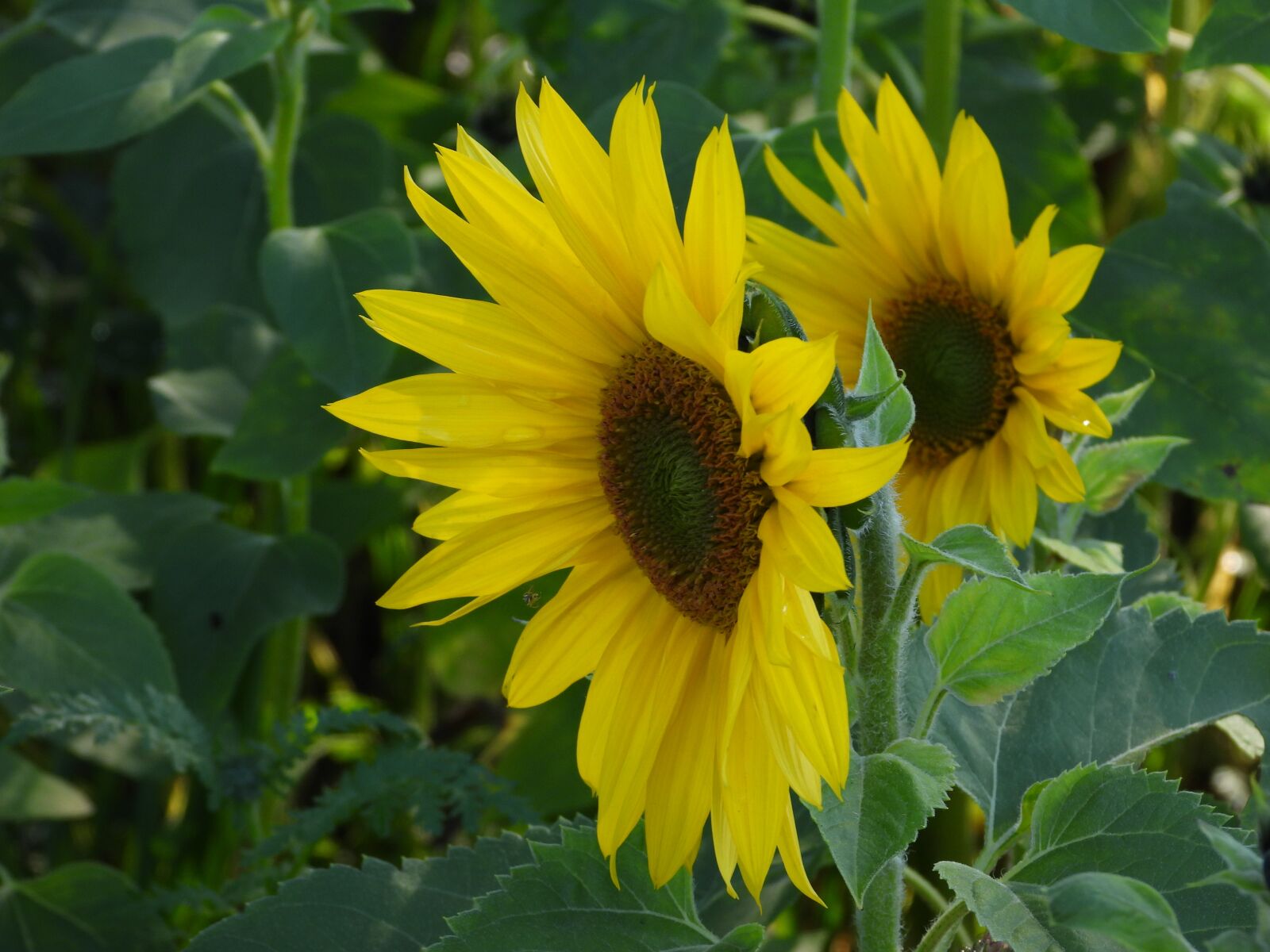 Nikon Coolpix P1000 sample photo. Sunflowers, field of sunflowers photography