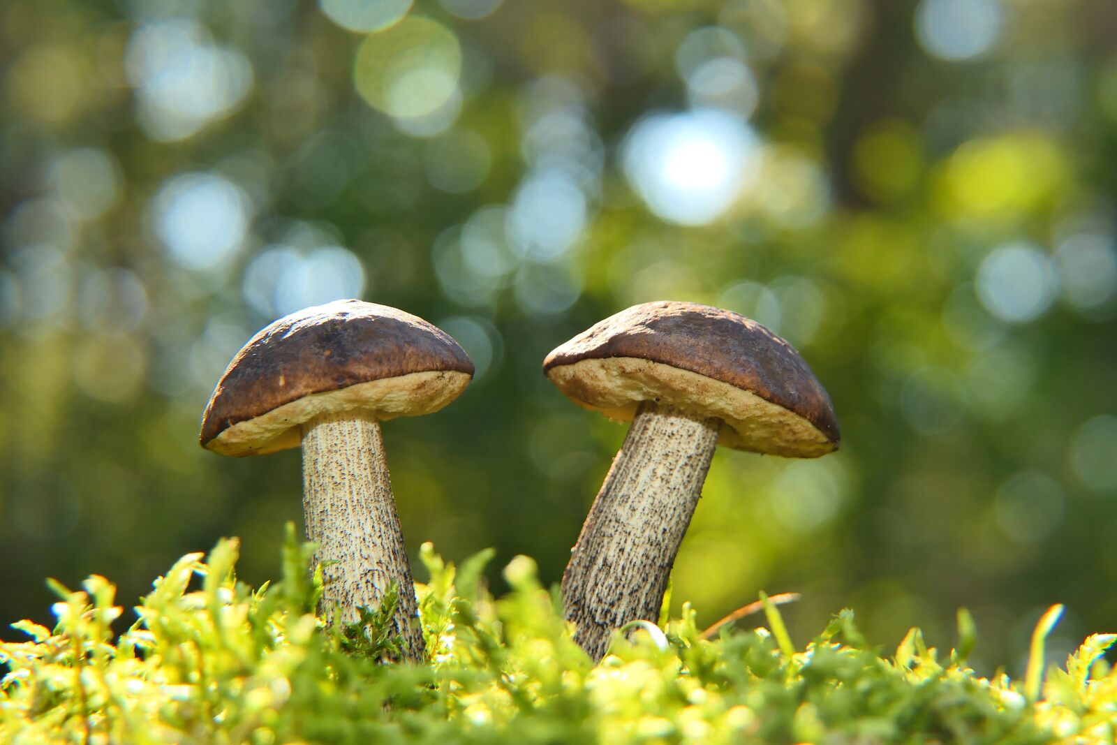Panasonic Lumix DMC-FZ2500 (Lumix DMC-FZ2000) sample photo. Mushroom, edible mushroom, wild photography