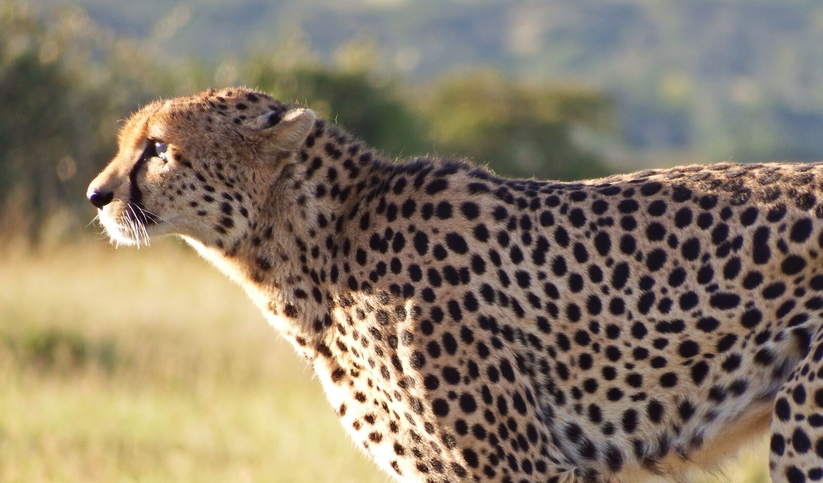 Fujifilm FinePix S1 sample photo. Cheetah, africa, safari photography