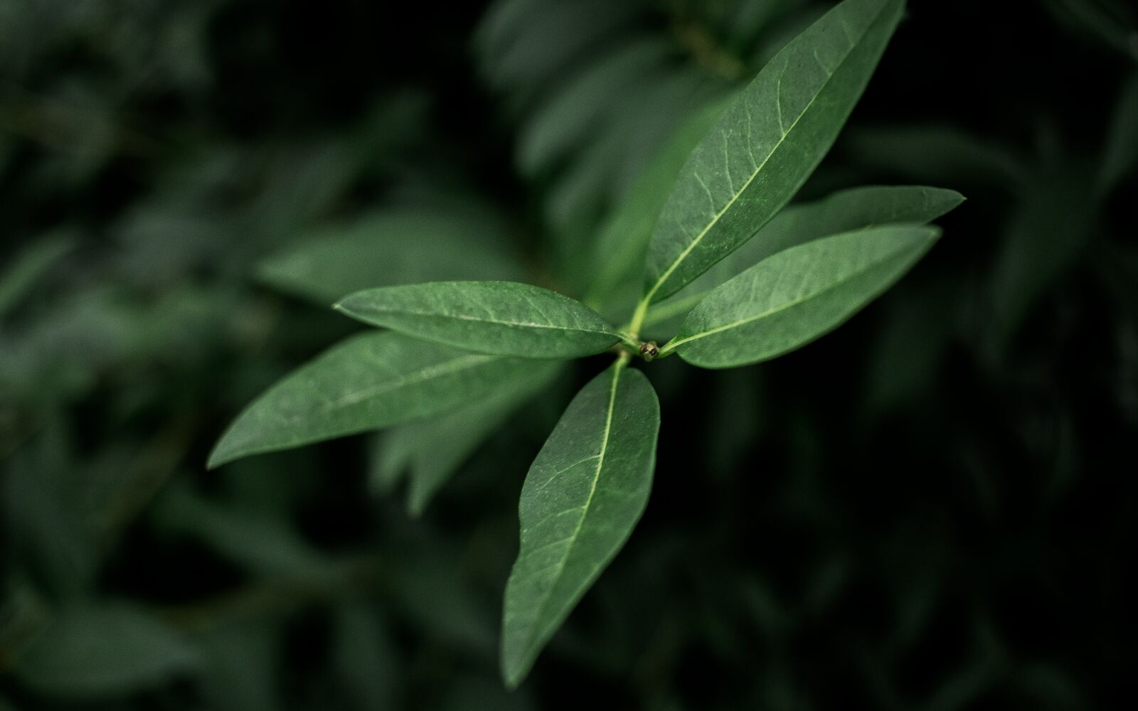 Canon EF-S 24mm F2.8 STM sample photo. Plant, leaves, foliage photography