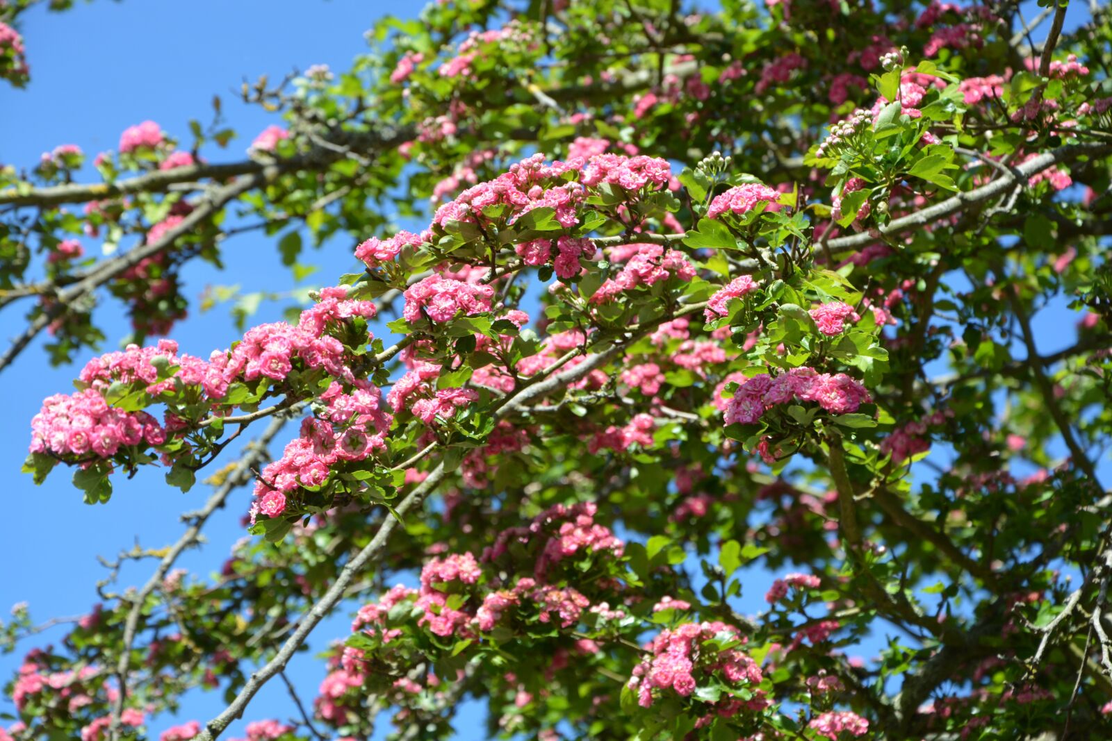 Nikon D5200 sample photo. Tree flower, apple tree photography