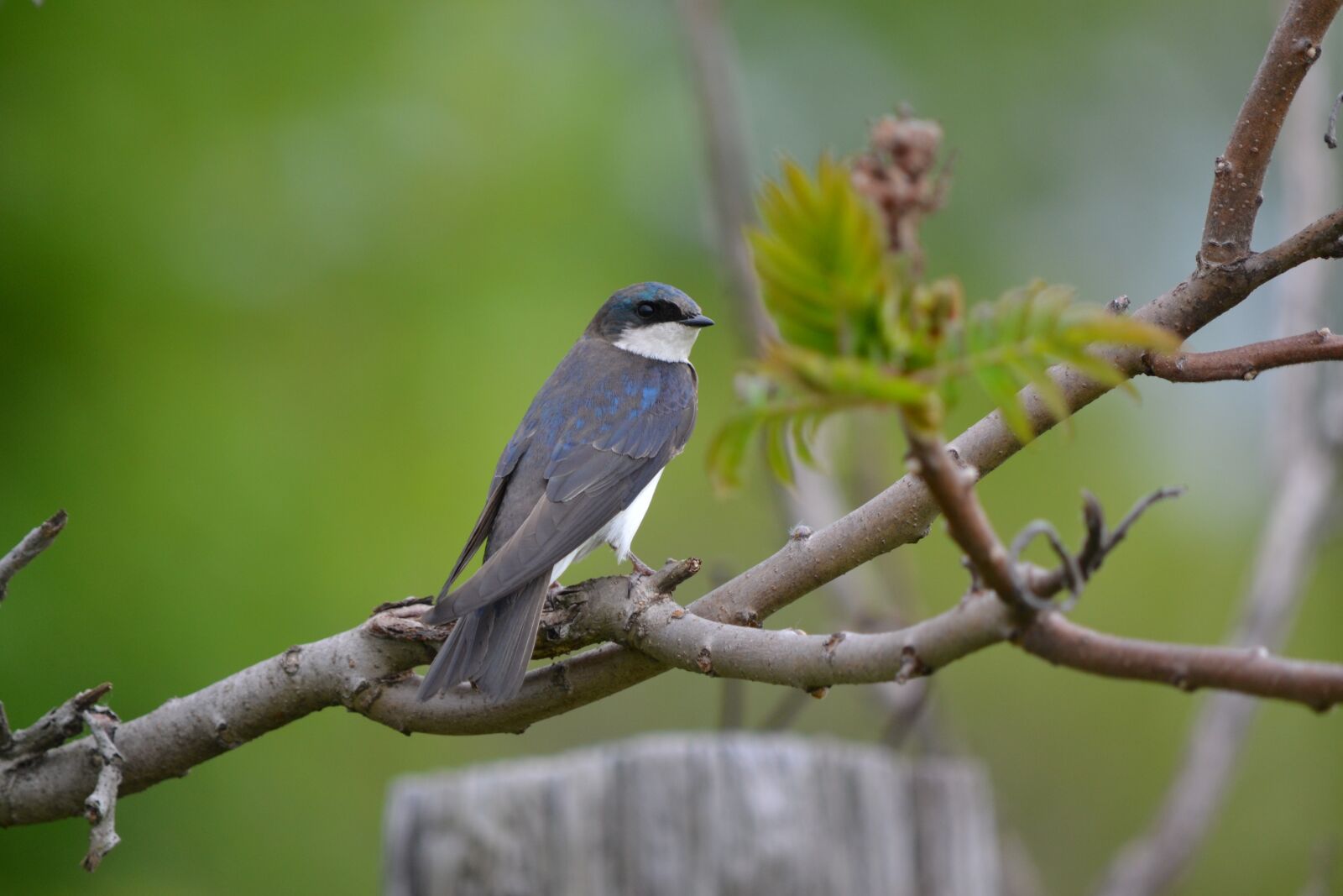 Nikon D3100 sample photo. Swallow, tree, branch photography