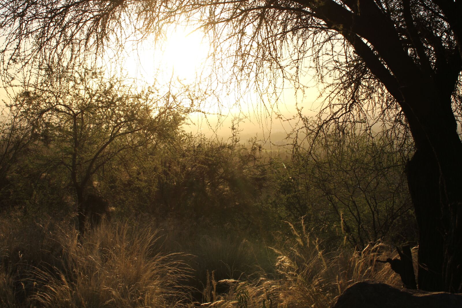 Canon EOS 7D sample photo. Trees, grass, nature photography