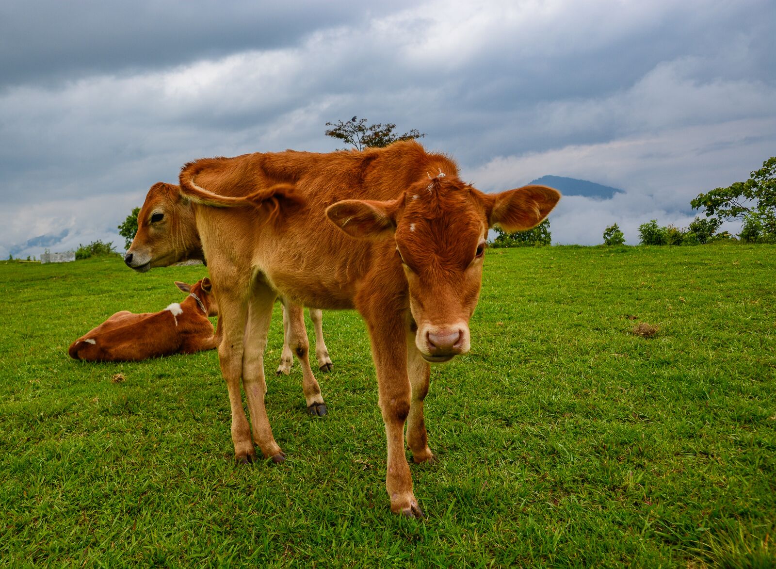 Nikon D5200 sample photo. Farm, hayfield, agriculture photography