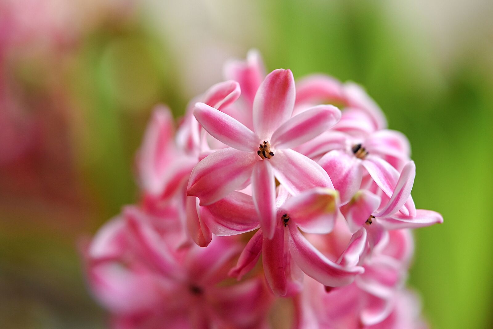 Nikon Z6 sample photo. Hyacinth, flower, frühlingsanfang photography