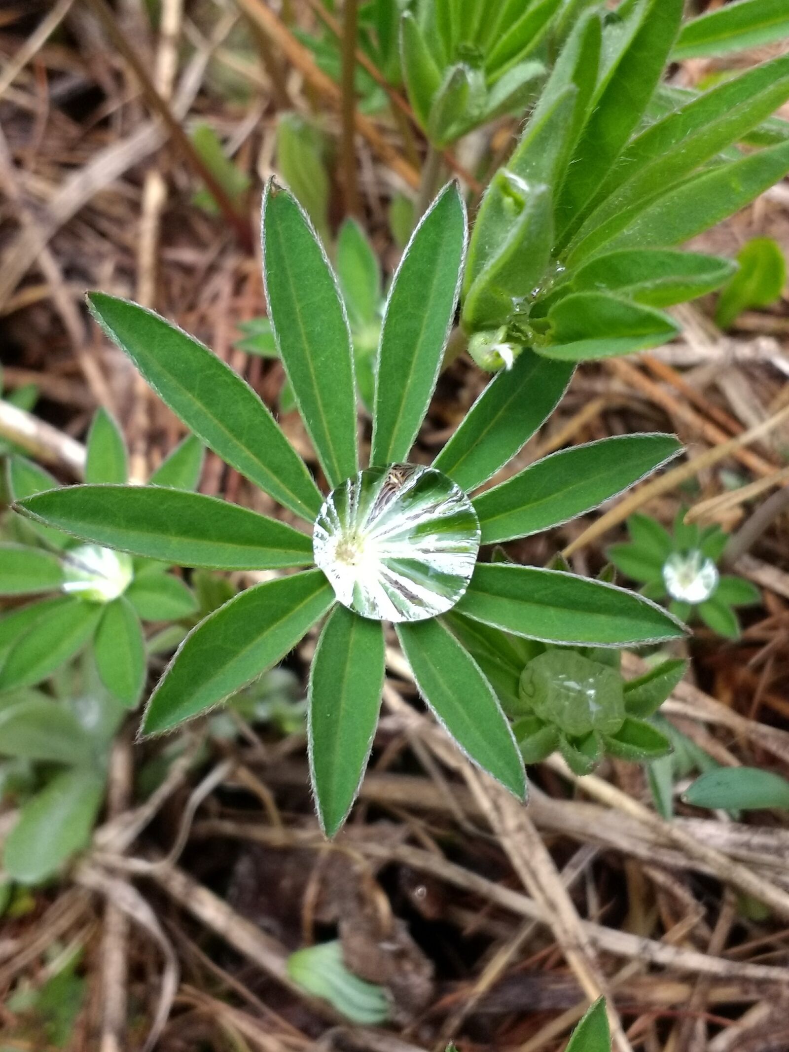 Motorola Moto G (4) sample photo. Lupine, water, droplet photography