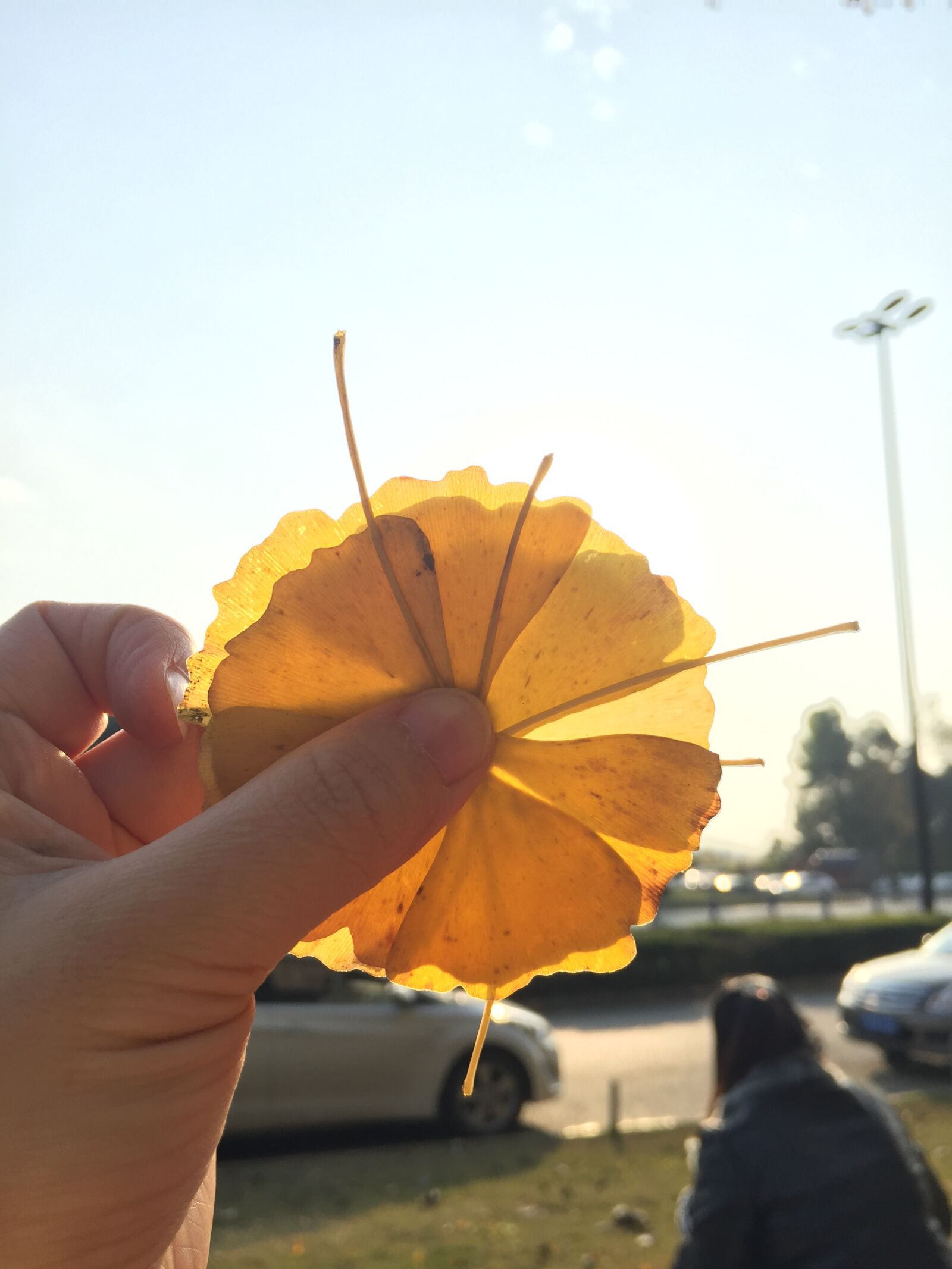 iPhone 6 back camera 4.15mm f/2.2 sample photo. Hand, ginkgo biloba, blue photography