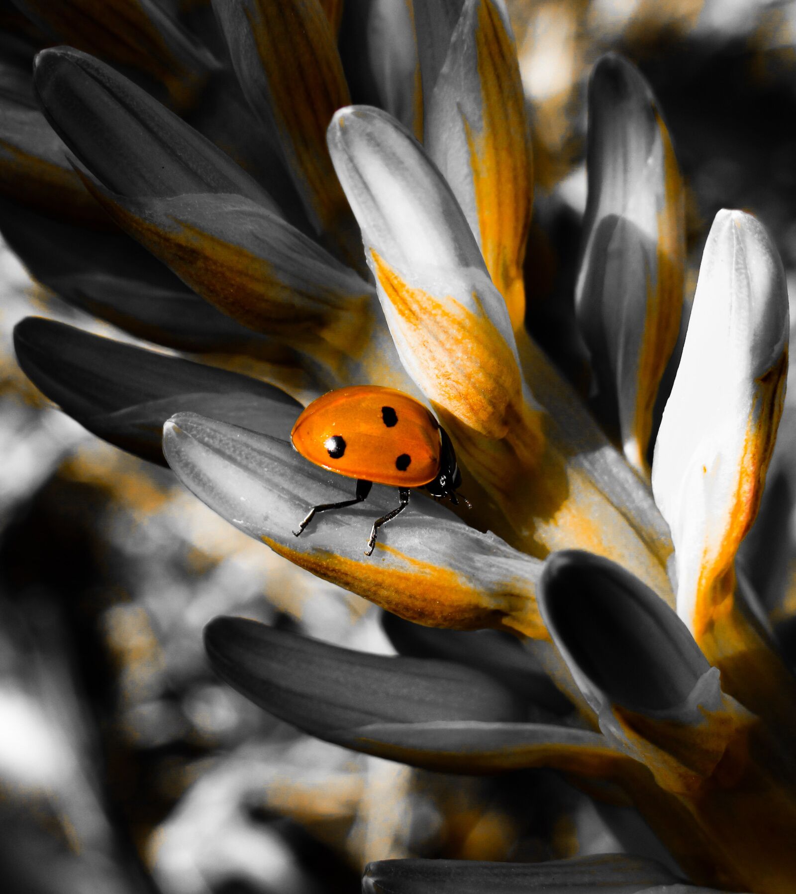 Canon PowerShot SX530 HS sample photo. Ladybug, bug, beetle photography