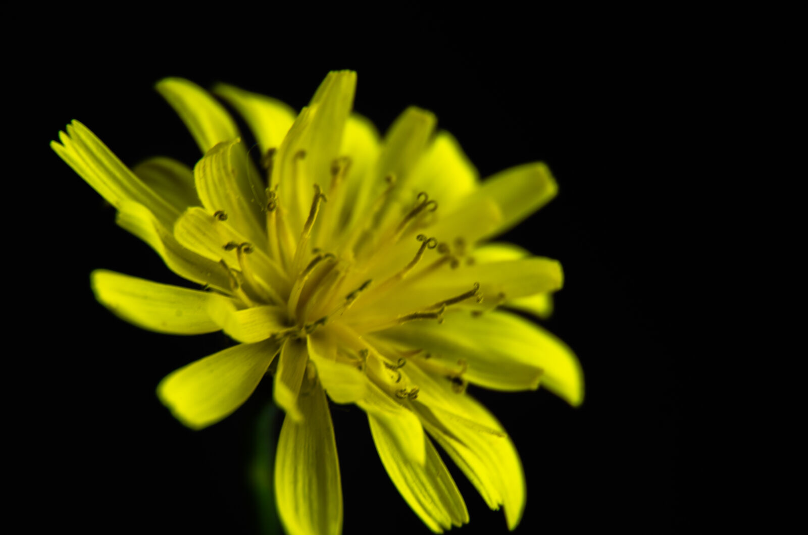 Nikon D5100 sample photo