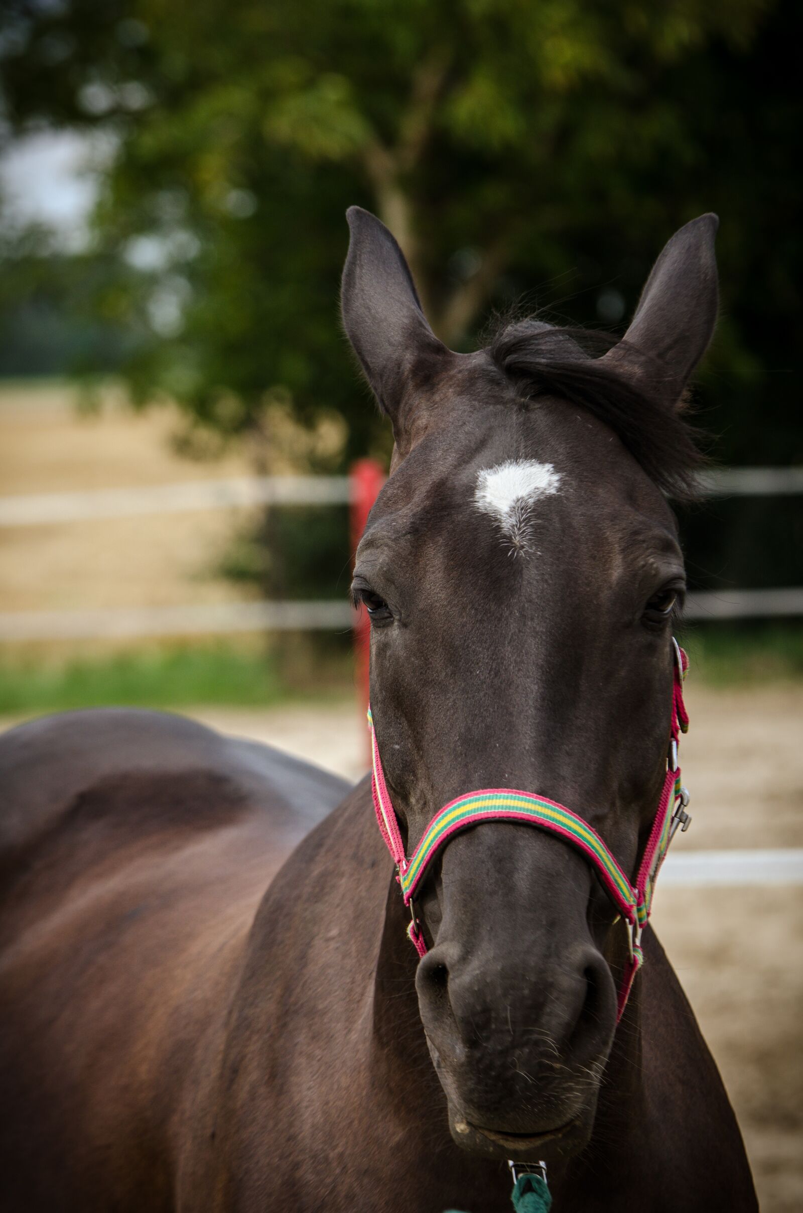 Nikon D7000 sample photo. The horse, konik, horses photography