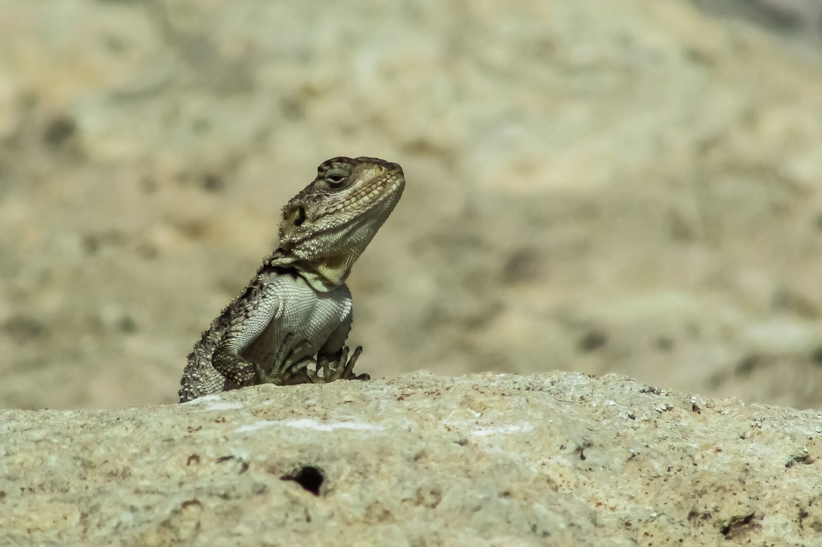 Canon PowerShot SX400 IS sample photo. Reptile, nature, lizard photography