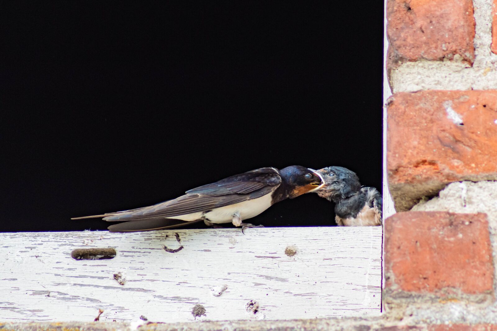 Sony SLT-A68 sample photo. Close up, schwalbe, bird photography
