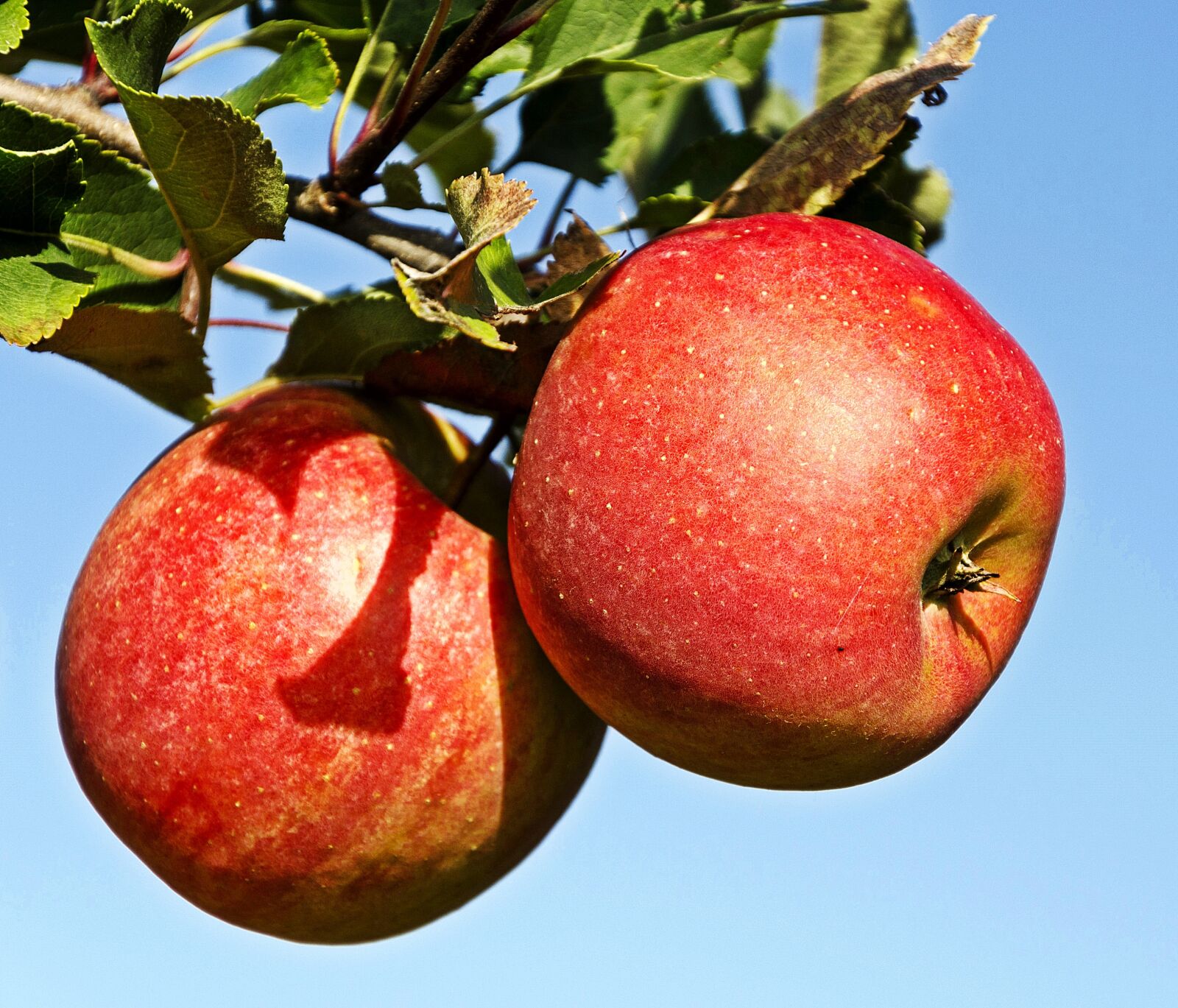 Nikon D5100 sample photo. Poland, celej w, apple photography