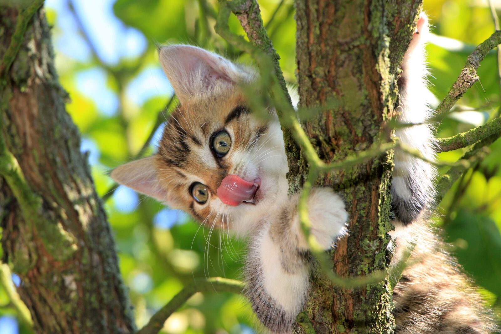 Canon EOS 550D (EOS Rebel T2i / EOS Kiss X4) sample photo. Cat, kitten, tongue photography