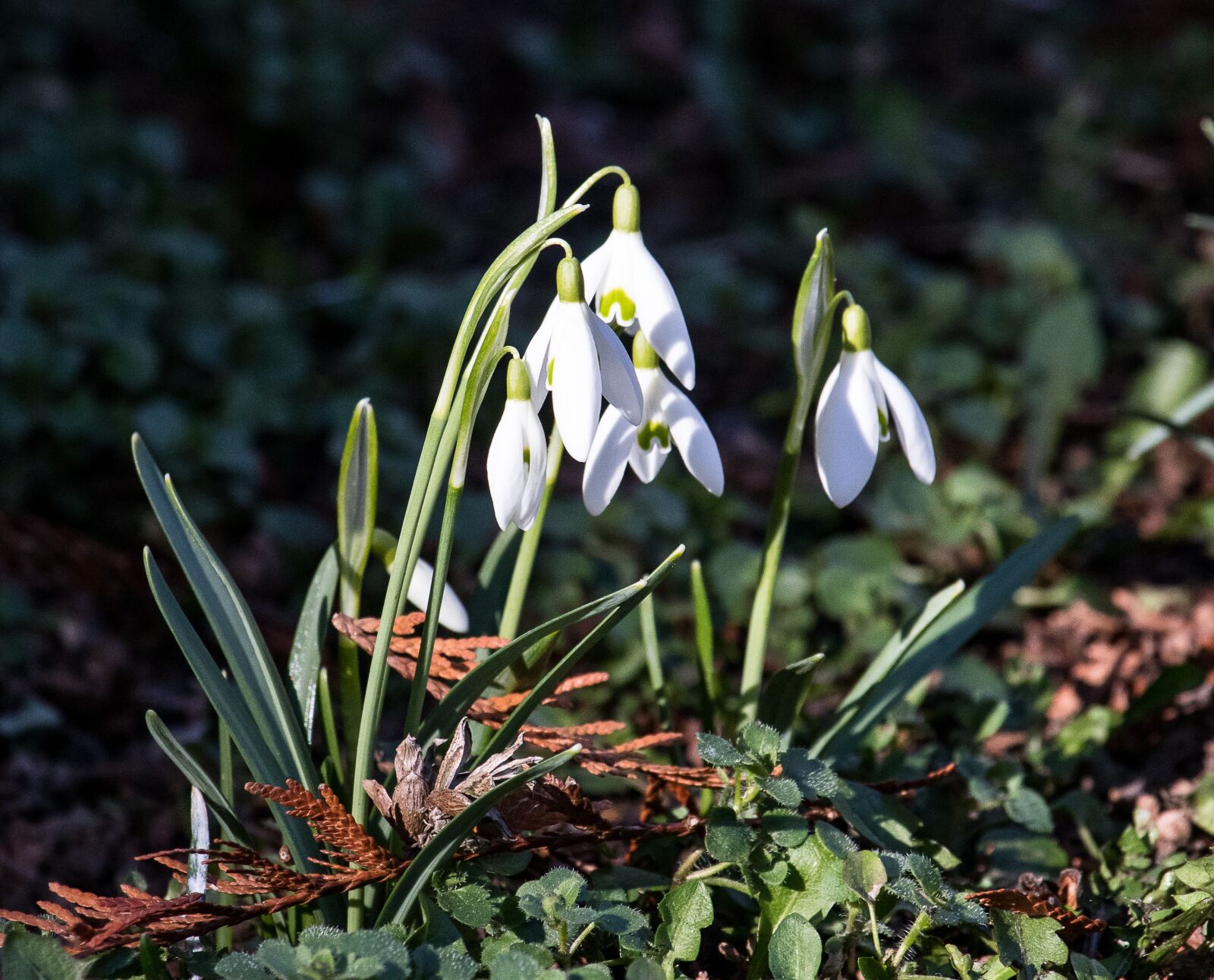 Canon EF-S 55-250mm F4-5.6 IS STM sample photo. Snowdrop, flower, plant photography