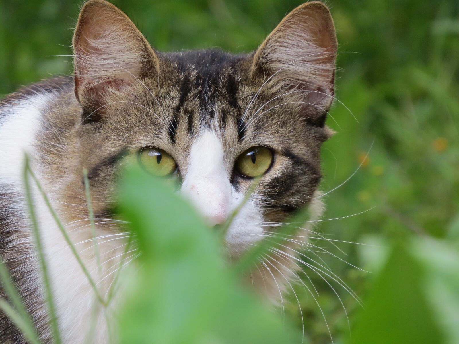 Canon PowerShot SX50 HS sample photo. Cat, animal, pet photography